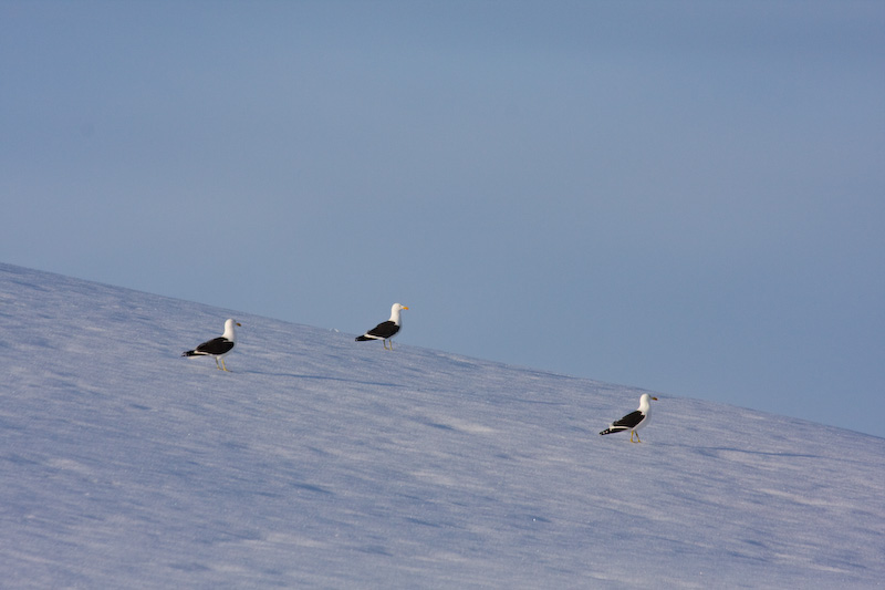 Kelp Gulls On Iceberg